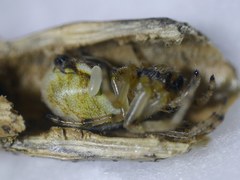 Anoplius caviventris