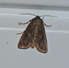 Lacinipolia meditata