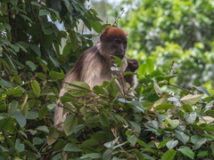 Piliocolobus tephrosceles