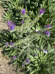 Echium vulgare