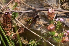 Zeuneriana abbreviata