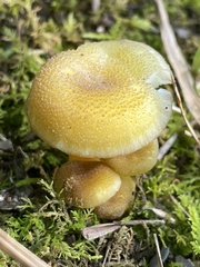 Hygrocybe caespitosa