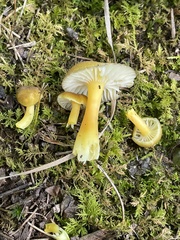 Hygrocybe caespitosa