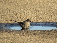 Curruca subcoerulea subcoerulea