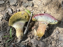 Boletus patrioticus