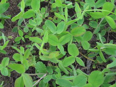 Trifolium canescens