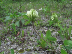 Trifolium canescens