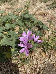 Malva sylvestris