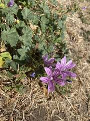 Malva sylvestris