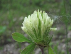 Trifolium canescens