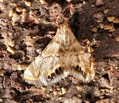 Eoparargyractis irroratalis