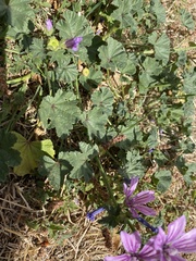 Malva sylvestris