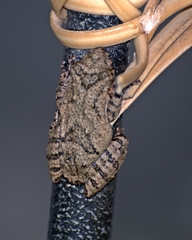 Scinax acuminatus