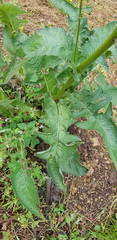 Senecio sennikovii
