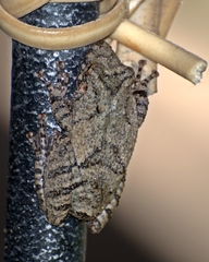 Scinax acuminatus