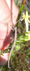 Bacillidae