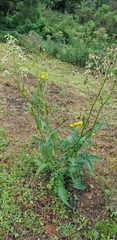 Senecio sennikovii
