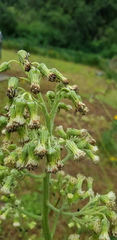 Senecio sennikovii