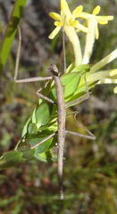 Bacillidae