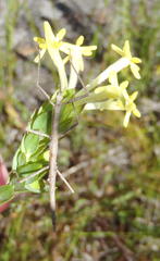 Bacillidae