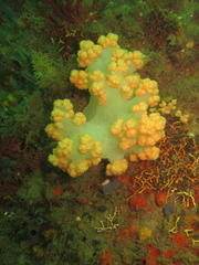 Pseudonephthea liltvedi