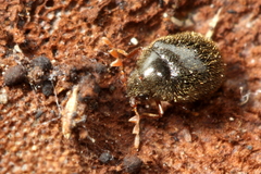 Byrrhodes intermedius