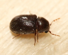 Sculptotheca puberula