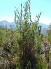 Cliffortia paucistaminea australis