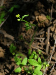 Ranunculus hebecarpus