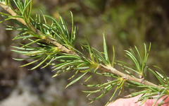 Cliffortia paucistaminea australis