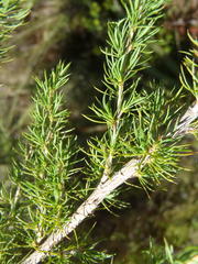 Cliffortia paucistaminea australis