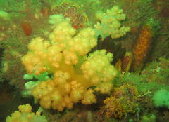 Pseudonephthea liltvedi