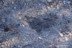 Oryctolagus cuniculus