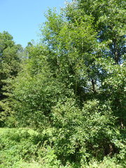 Salix × multinervis