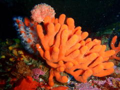 Pseudodromia latens