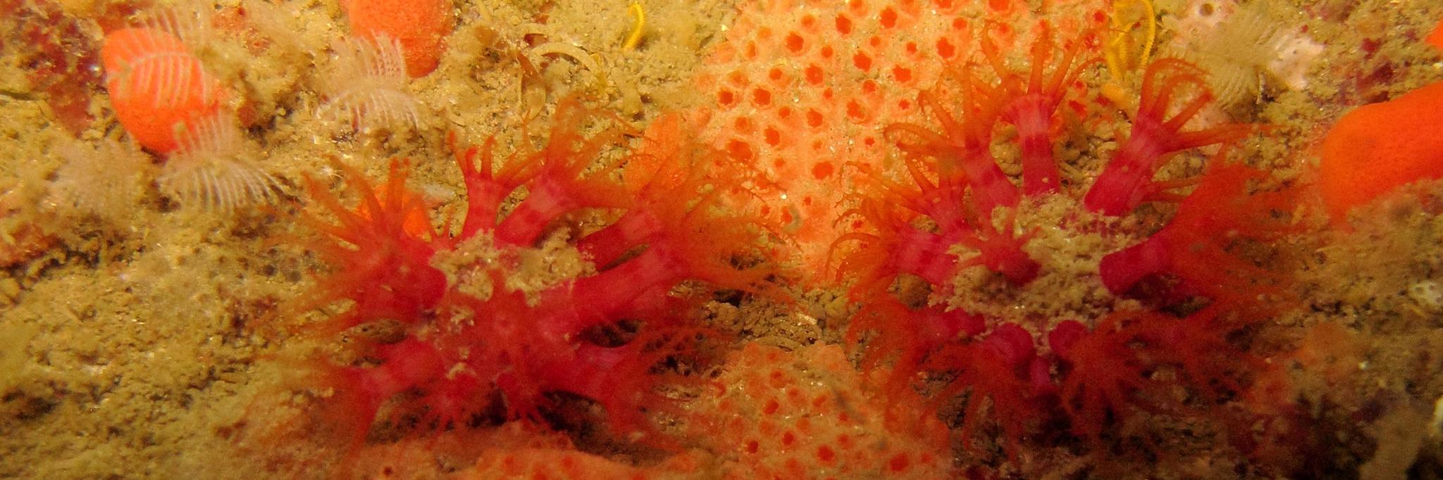 Lampophyton spinatum McFadden & van Ofwegen, 2017