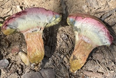 Boletus patrioticus