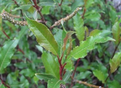 Salix kazbekensis