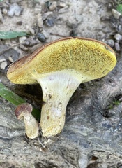Boletus patrioticus