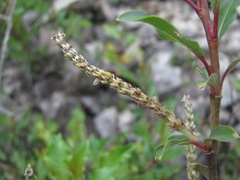 Salix kazbekensis