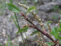 Salix kazbekensis