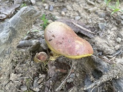 Boletus patrioticus