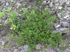 Salix kazbekensis