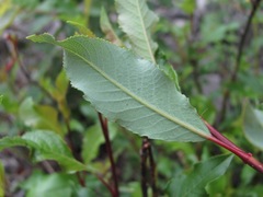 Salix kazbekensis