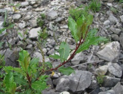 Salix kazbekensis