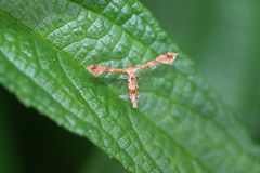 Nippoptilia cinctipedalis