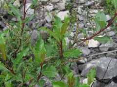Salix kazbekensis