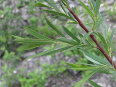 Salix elbursensis