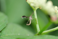 Nippoptilia cinctipedalis