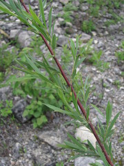 Salix elbursensis